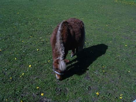 Shetlænder Tarzan <,3 SOLGT - Madglad pony ;D ;D ,, billede 16