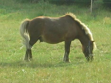 Shetlænder Tarzan <,3 SOLGT - tyksakken æder ;D ;D billede 17