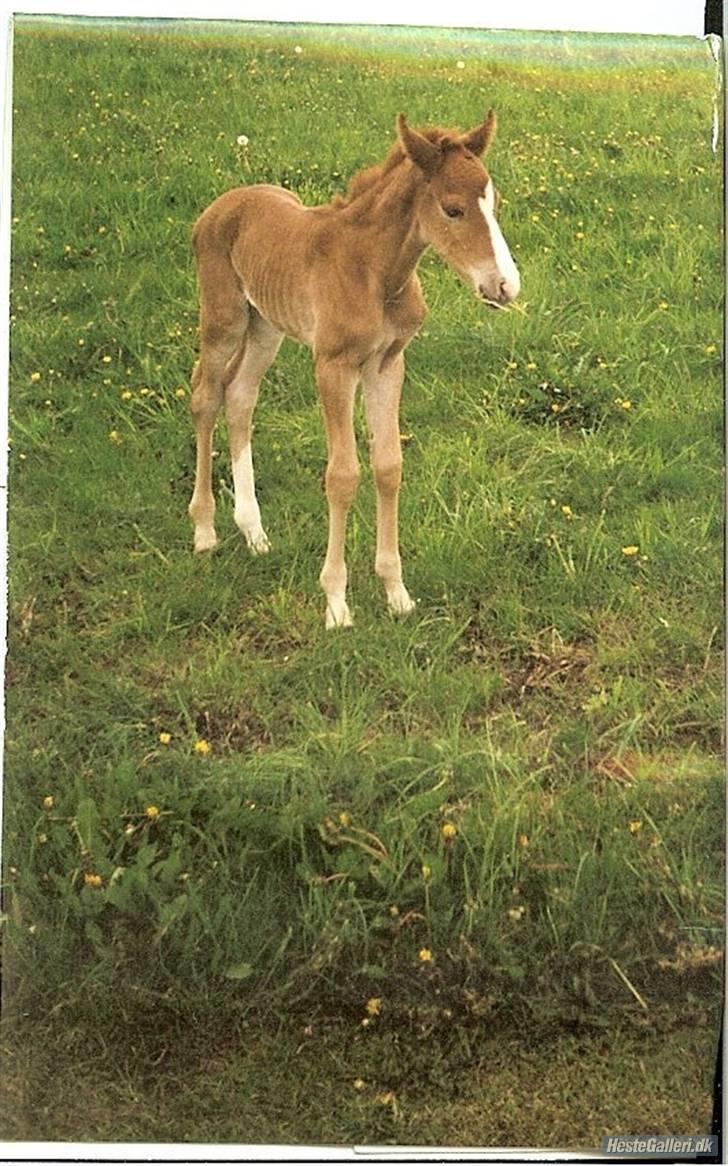 Anden særlig race Maccoy- Solgt/Død :'( - 6: Maccoy som baby:D billede 6