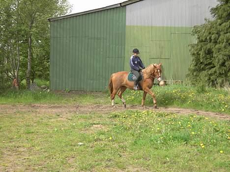 Anden særlig race Damgårdens Gricel *SOLGT* billede 3