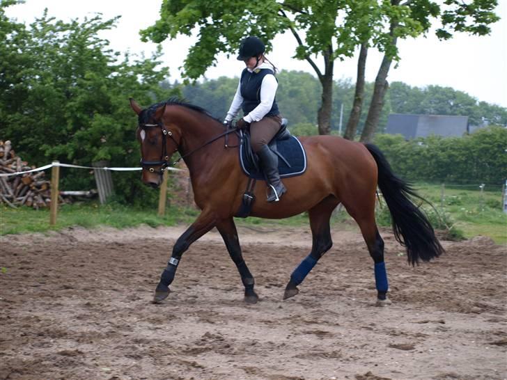 Dansk Varmblod Rozitta (Solgt) billede 9