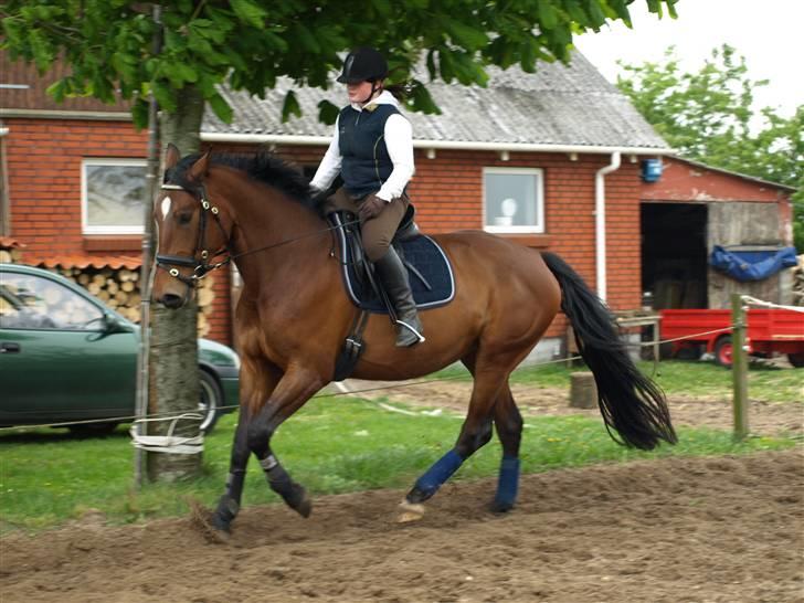 Dansk Varmblod Rozitta (Solgt) billede 10