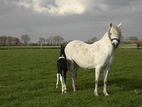 Welsh Partbred (Sec F) Chess  billede 2