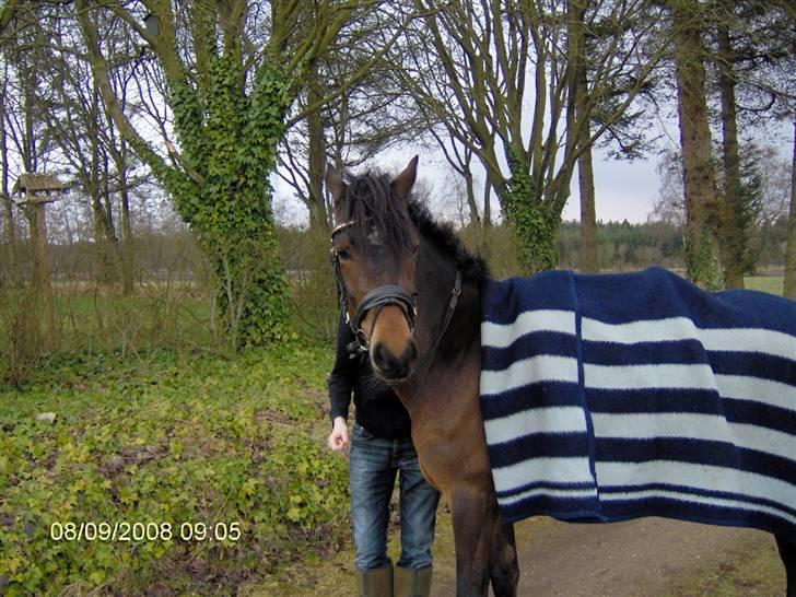 New Forest Newton  ¤Solgt¤ - Newton ved at være klar til at lave ballade :) <3  billede 1