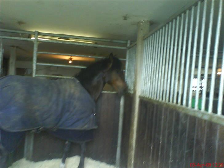 New Forest Newton  ¤Solgt¤ - Newton i sin store boks. Han savner sin kæreste :) <3  billede 3