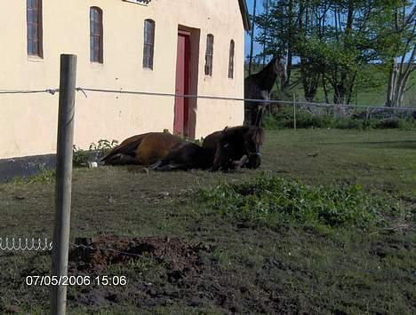 New Forest Newton  ¤Solgt¤ - Dejlige hingste (newton) ligger og putter med vores shetlænder, Basse.. de er bare ssøde billede 4