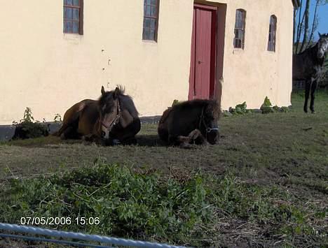 New Forest Newton  ¤Solgt¤ - Hingste og Basse dert putter igen.. billede 5