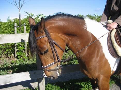 Pinto Maximus Jones billede 9