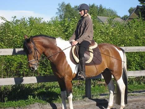 Pinto Maximus Jones billede 10