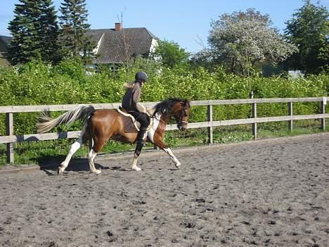 Pinto Maximus Jones billede 11