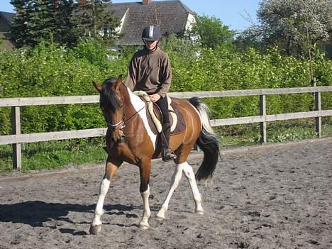 Pinto Maximus Jones billede 12