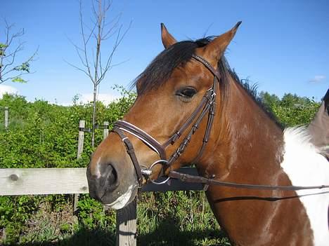 Pinto Maximus Jones billede 13