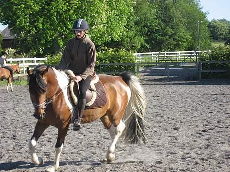 Pinto Maximus Jones billede 14