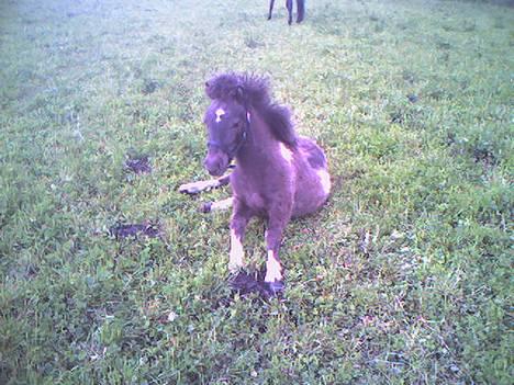 Anden særlig race Lille Elvis karock - Sidder pænt:) Sådan sidder han tit og kigger ud over markerne.. billede 1