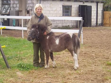Anden særlig race Lille Elvis karock - Elvis og Louise billede 3