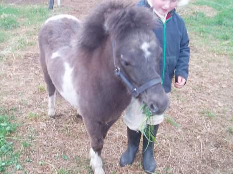 Anden særlig race Lille Elvis karock billede 4
