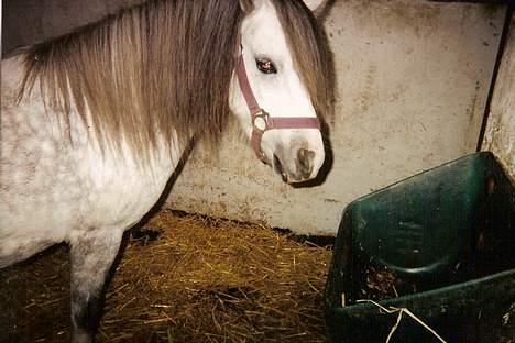 Welsh Mountain (sec A) fakla gry R.I.P. - et billede mere a fisen... billede 2