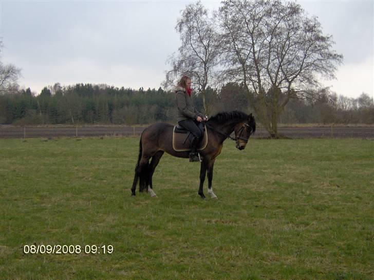 New Forest Newton  ¤Solgt¤ - Frisk og fuld af ballade. ;) Han er sååå dejlig :D <3  billede 6