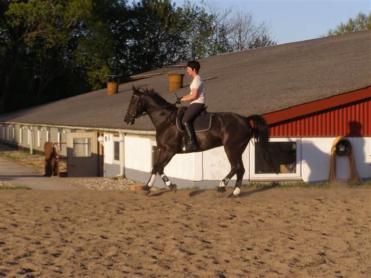 Anden særlig race Trojka (Himmelhest) - 9. maj 08 billede 3