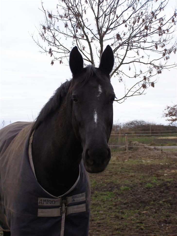 Anden særlig race Trojka (Himmelhest) - 26 dec 08 billede 4