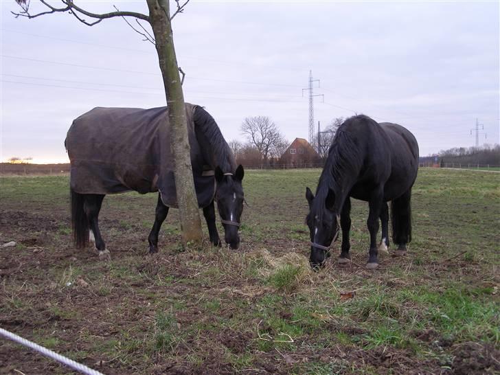 Anden særlig race Trojka (Himmelhest) - 26 dec 08 billede 5