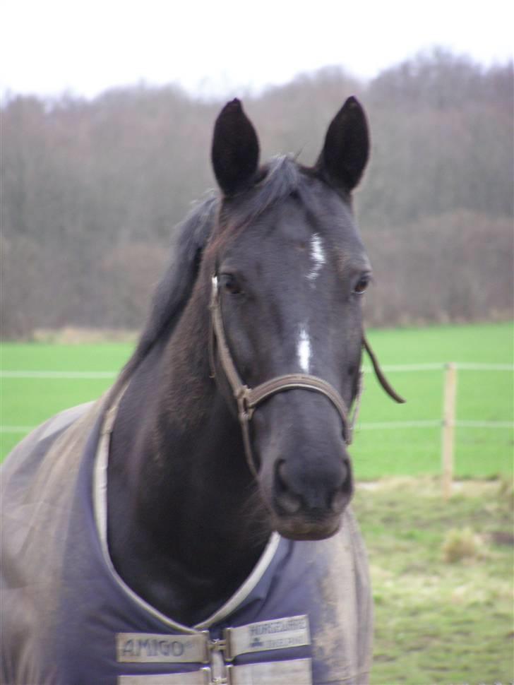 Anden særlig race Trojka (Himmelhest) - 26.dec 08 billede 6