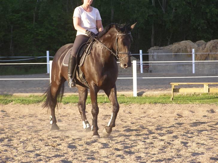 Anden særlig race Trojka (Himmelhest) - 9. maj 08 billede 8