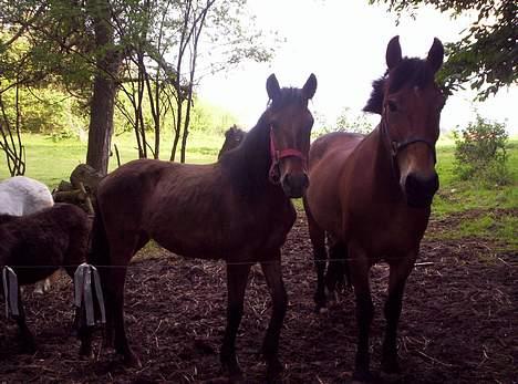 Anden særlig race **Fru Nielsen** (SOLGT) billede 8