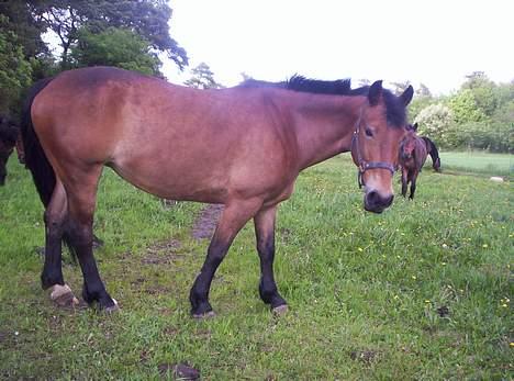 Anden særlig race **Fru Nielsen** (SOLGT) billede 9