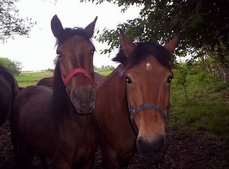 Anden særlig race **Fru Nielsen** (SOLGT) billede 10