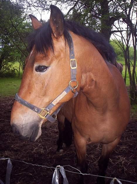 Anden særlig race **Fru Nielsen** (SOLGT) billede 11