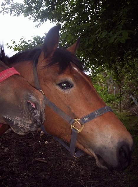 Anden særlig race **Fru Nielsen** (SOLGT) billede 12