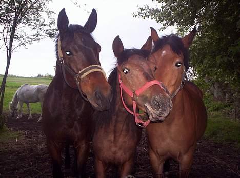 Anden særlig race **Fru Nielsen** (SOLGT) billede 13