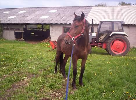 Anden særlig race **Fru Nielsen** (SOLGT) billede 14