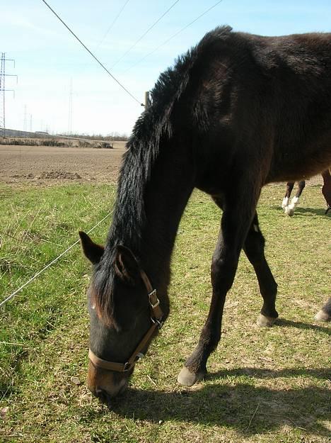 Holstener Dancing Hope -solgt-snøft - pony-grimen er blevet skiftet ud med en cob... billede 11