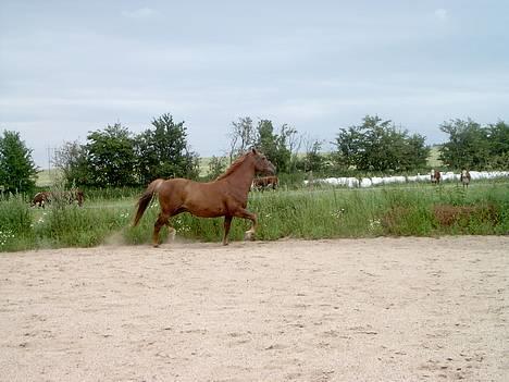 Anden særlig race Laban SOLGT billede 12