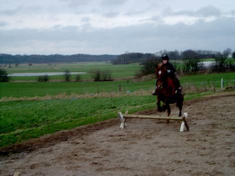Anden særlig race Laban SOLGT billede 13