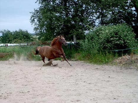 Anden særlig race Laban SOLGT billede 14