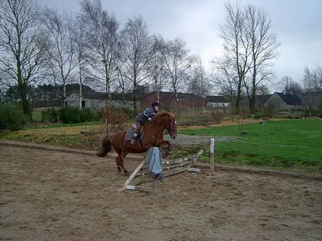 Anden særlig race Laban SOLGT billede 15