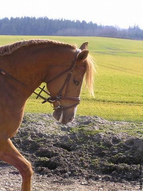 Anden særlig race Damgårdens Gricel *SOLGT* billede 12