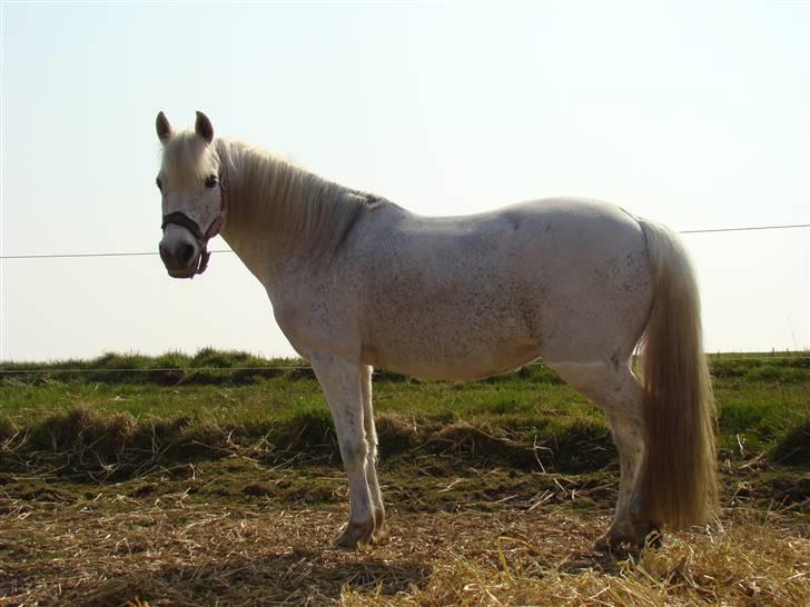 Welsh Partbred (Sec F) Chess  billede 11