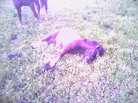 Anden særlig race Lille Elvis karock billede 5