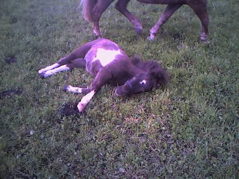 Anden særlig race Lille Elvis karock - Sover sødt billede 6