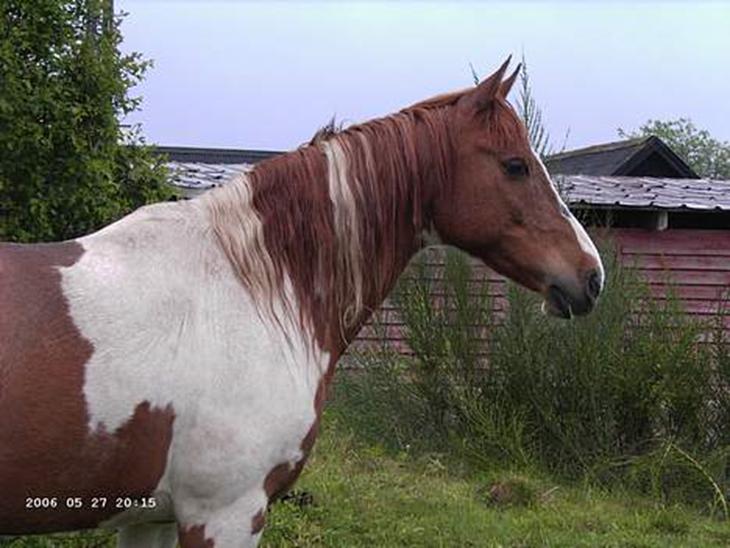 {{currentPhoto.altText}} billede {{currentPhoto.number}}