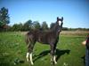 Dansk Varmblod Miss Billie Jean