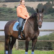 Dansk Varmblod Tougaard Lagonda