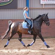 Dansk Varmblod Tougaard Lagonda