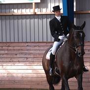 Dansk Varmblod Tougaard Lagonda