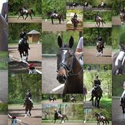 Dansk Varmblod Tougaard Lagonda