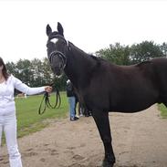 Dansk Varmblod Cypresgårdens Bergwacht